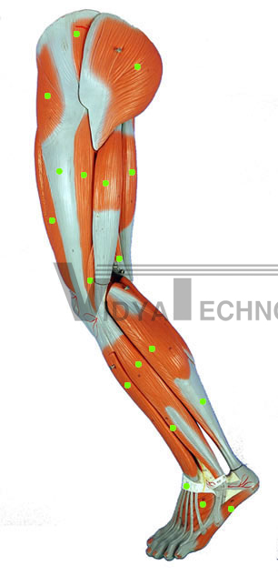 Leg Muscles: Lateral View